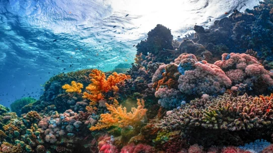Heat-Proof Corals - Scientists Uncover Truly 'Heat-Proof' Corals, Immediately Demand They Pay Rent