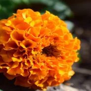 Slugs In The Marigolds - Shearwater's 'Slugs In The Marigolds' Inspires Existential Dread