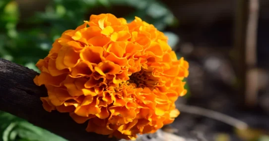 Slugs In The Marigolds - Shearwater's 'Slugs In The Marigolds' Inspires Existential Dread