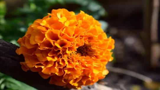 Slugs In The Marigolds - Shearwater's 'Slugs In The Marigolds' Inspires Existential Dread
