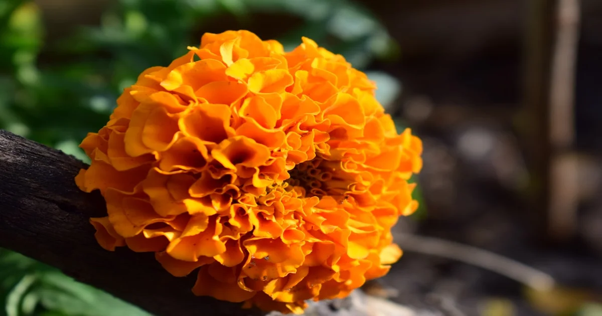 Slugs In The Marigolds - Shearwater's 'Slugs In The Marigolds' Inspires Existential Dread